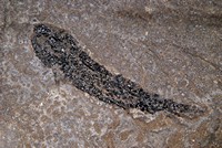 Osteolepis panderi